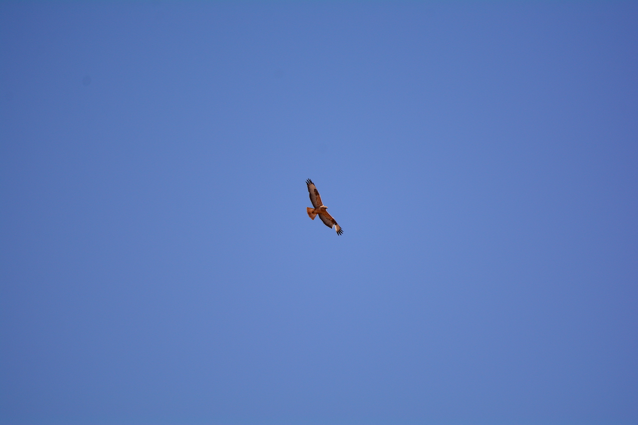 Buteo rufinus